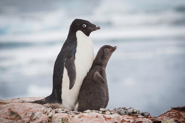 116 Antarctica, Yalour Island, adeliepinguins.jpg